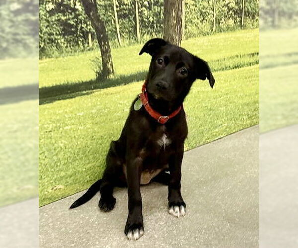 Medium Photo #3 Labrador Retriever-Unknown Mix Puppy For Sale in Royal Palm Beach, FL, USA