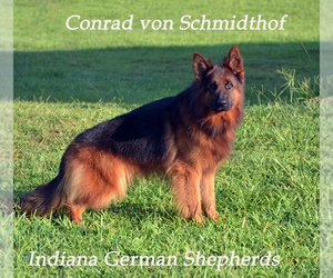 German Shepherd Dog Puppy for Sale in CHRISNEY, Indiana USA