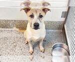 Small Photo #3 Labrador Retriever-Unknown Mix Puppy For Sale in Houston, TX, USA