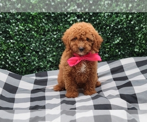 Poodle (Miniature) Litter for sale in LOOGOOTEE, IN, USA