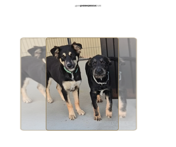 Medium Photo #14 Mutt Puppy For Sale in Pacifica, CA, USA