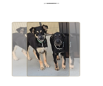 Small #13 Mutt