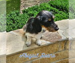Small #4 Dachshund Mix