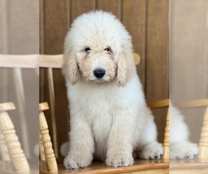Goldendoodle Puppy for sale in MARYVILLE, MO, USA