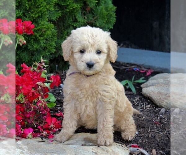 Puppyfinder Com View Ad Photo 3 Of Listing English Cream Golden Retriever Poodle Miniature Mix Puppy For Sale Adn 144573 Pennsylvania New Providence Usa