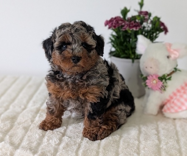 Medium Photo #6 Poodle (Miniature) Puppy For Sale in GOSHEN, IN, USA