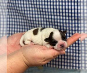 Shih Tzu Puppy for sale in WINNSBORO, LA, USA