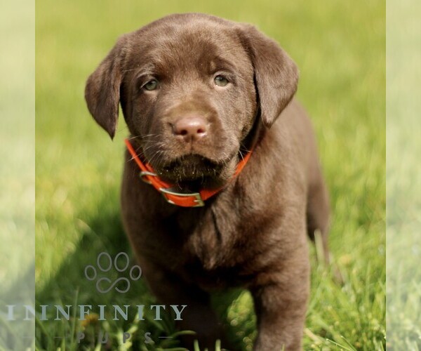 Medium Photo #1 Labrador Retriever Puppy For Sale in COATESVILLE, PA, USA
