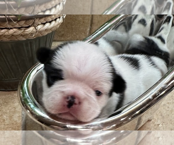 Medium Photo #2 American Bullnese Puppy For Sale in DISCOVERY BAY, CA, USA