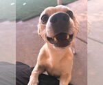 Small #6 Chihuahua Mix