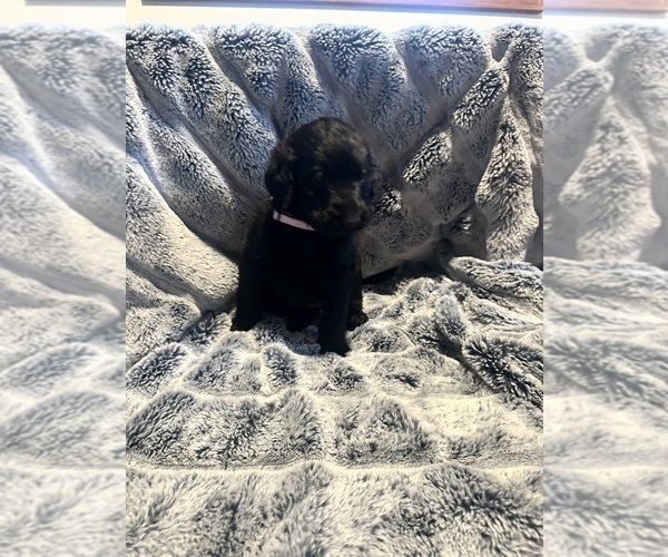 Medium Photo #38 Labradoodle Puppy For Sale in KIRKSVILLE, MO, USA