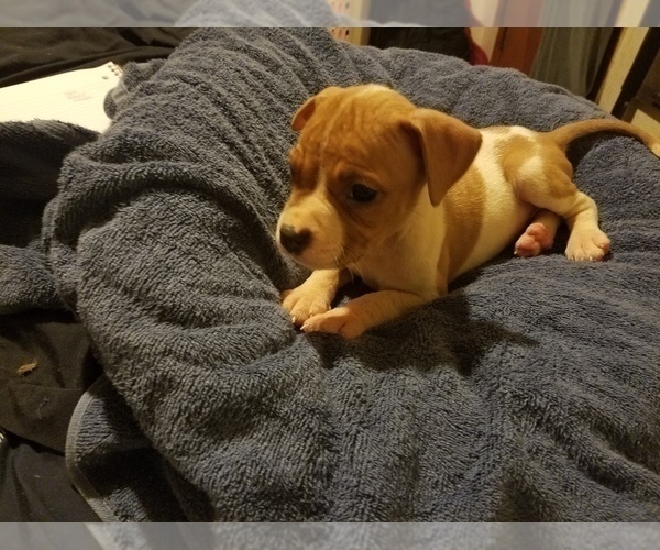 Medium Photo #7 American Pit Bull Terrier Puppy For Sale in BUFFALO, NY, USA