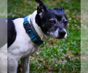 Rat Terrier-Unknown Mix Dogs for adoption in Atlanta, GA, USA