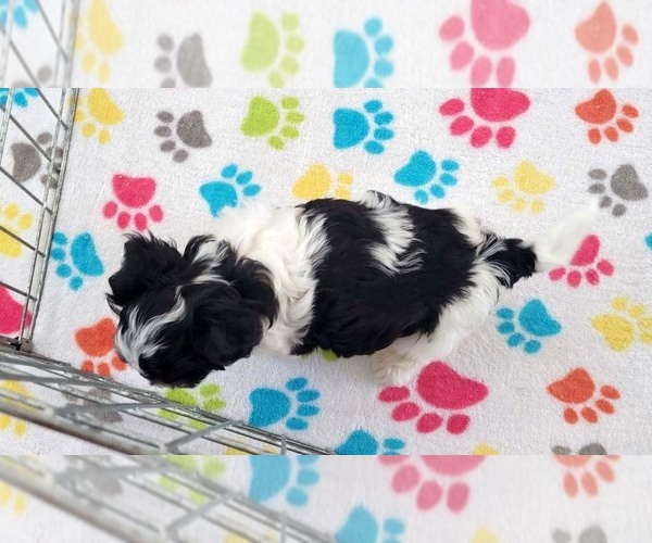 Medium Photo #9 Havashire Puppy For Sale in ORO VALLEY, AZ, USA