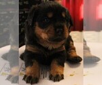 Small Photo #7 Rottweiler Puppy For Sale in HEMINGWAY, SC, USA