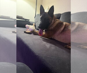 Mindy - located in Florida - Female Mutt Dog for Adoption - Photo #2
