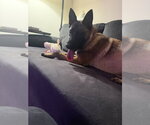 Small #1 Mutt