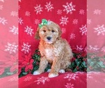 Small #3 Goldendoodle (Miniature)