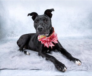 Sissy - Female Labrador Retriever-Unknown Mix Dog for Adoption - Photo #7