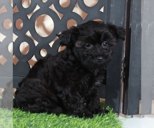 Yorkipoo Puppy for sale in MOUNT VERNON, OH, USA