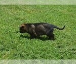 Small #1 German Shepherd Dog