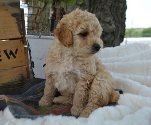 Poodle (Miniature) Puppy for sale in HONEY BROOK, PA, USA