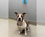 Small American Pit Bull Terrier Mix
