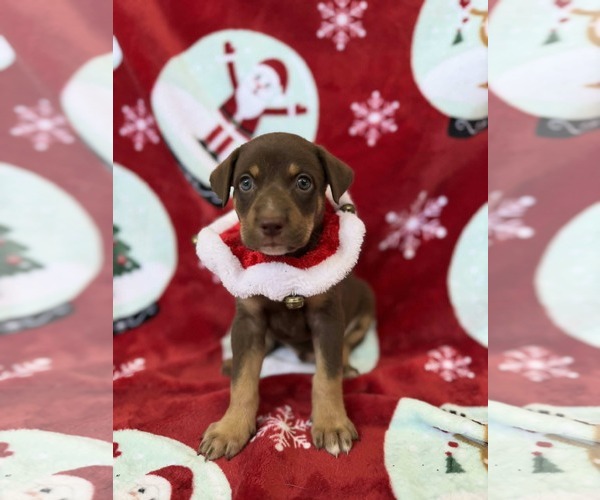 Medium Photo #1 Chocolate Labrador retriever-Unknown Mix Puppy For Sale in NYC, NY, USA