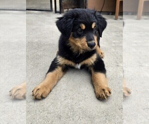 Australian Shepherd-Miniature Australian Shepherd Mix Dog for Adoption in MODESTO, California USA