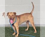 Small #1 Labrador Retriever Mix