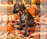 Small Photo #2 Catahoula Leopard Dog-Chocolate Labrador retriever Mix Puppy For Sale in Mt. Laurel, NJ, USA