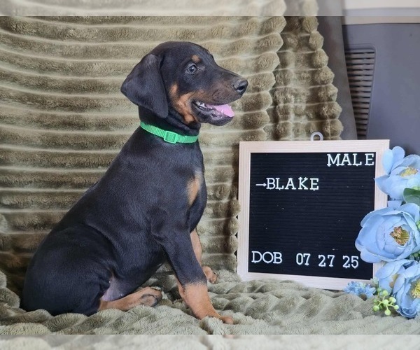 Medium Photo #3 Doberman Pinscher Puppy For Sale in POMEROY, OH, USA