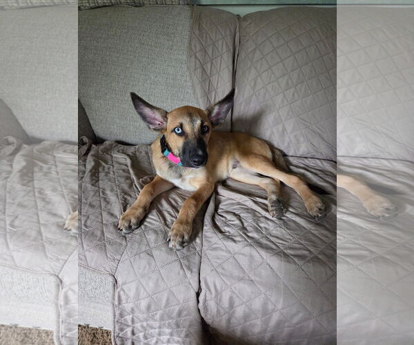 Medium Photo #2 German Shepherd Dog Puppy For Sale in Hoffman Estates, IL, USA