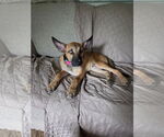 Small #1 German Shepherd Dog