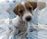 Small #3 Jack-A-Poo