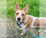 Small #1 Brittany Mix