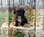Small Photo #3 Schnoodle (Miniature) Puppy For Sale in NIANGUA, MO, USA