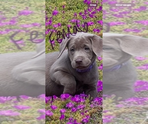 Labrador Retriever Puppy for sale in VISTA, CA, USA