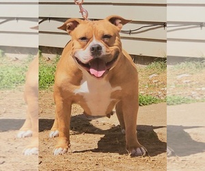 Mother of the American Bully puppies born on 01/04/2025