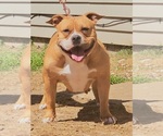 Small Photo #1 American Bully Puppy For Sale in SPANISH LAKE, MO, USA