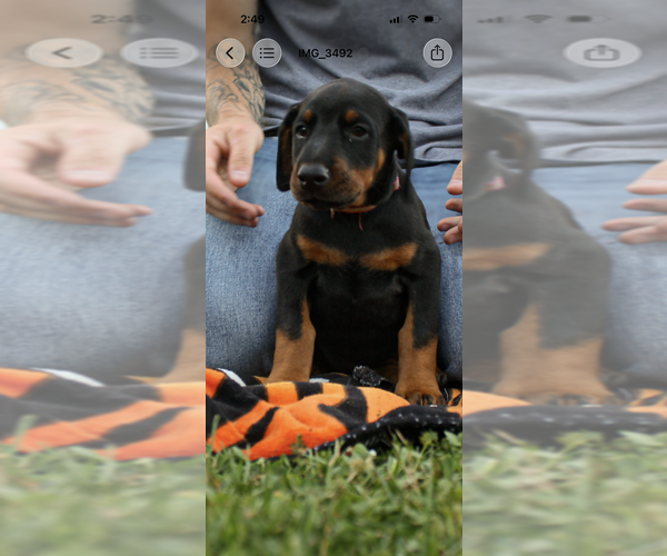 Medium Photo #11 Doberman Pinscher Puppy For Sale in FRANKLIN, PA, USA