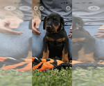 Puppy Dark Green Doberman Pinscher