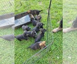 Small Photo #12 German Shepherd Dog Puppy For Sale in LYNCH STATION, VA, USA