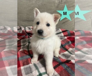 German Shepherd Dog Puppy for sale in ALACHUA, FL, USA