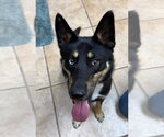 Small #5 Gerberian Shepsky