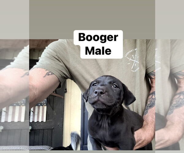 Medium Photo #2 Mutt Puppy For Sale in FRAMINGHAM, MA, USA
