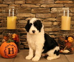 Small Photo #34 Old English Sheepdog Puppy For Sale in STANLEY, VA, USA