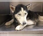 Small Siberian Husky