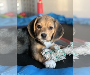 Beagle Puppy for sale in OAKLAND, CA, USA