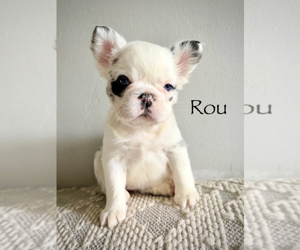 Medium Photo #1 French Bulldog Puppy For Sale in AVON, IN, USA